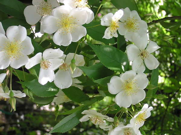 rosa_moschata.jpg